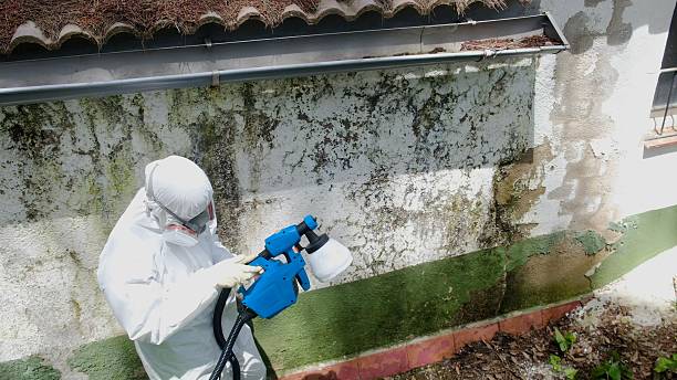 Trusted Black Mold Removal service in New Cumberland, PA - Cheap Mold Removal
